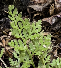 Cryptogramma acrostichoides