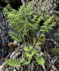 Cryptogramma acrostichoides