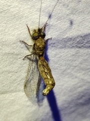 Ululodes macleayanus