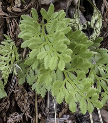 Cryptogramma acrostichoides