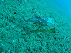 Solenostomus cyanopterus