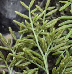 Cryptogramma acrostichoides