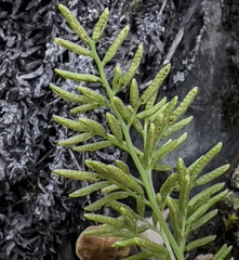 Cryptogramma acrostichoides