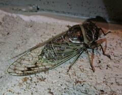 Diceroprocta marevagans