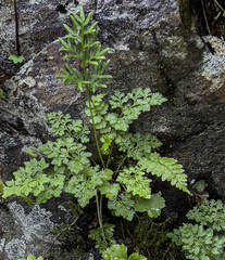Cryptogramma sitchensis