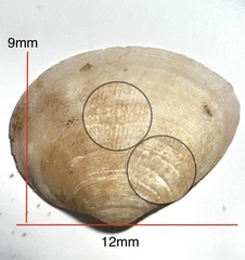 Leptomya retiaria