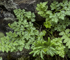 Cryptogramma sitchensis