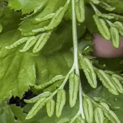 Cryptogramma sitchensis