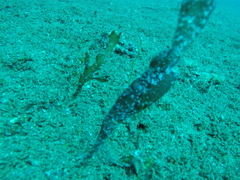 Solenostomus cyanopterus