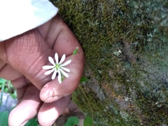 Stellaria cuspidata