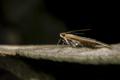 Mimorista subcostalis