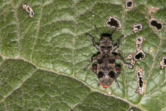 Enoclerus viduus