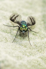 Condylostylus occidentalis