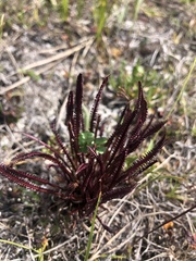 Pedicularis sudetica
