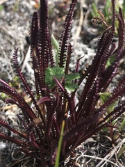 Pedicularis sudetica