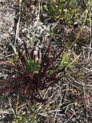 Pedicularis sudetica