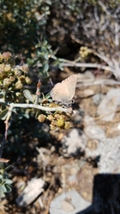 Satyrium auretorum