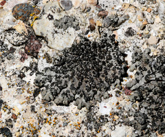 Phaeophyscia sciastra