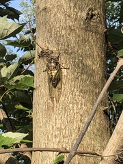 Cryptotympana facialis