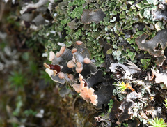 Peltigera ponojensis