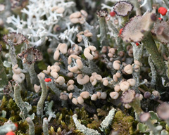 Cladonia botrytes