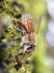 Apis mellifera