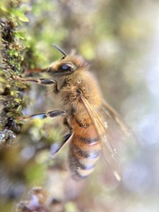 Apis mellifera