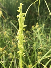 Platanthera huronensis
