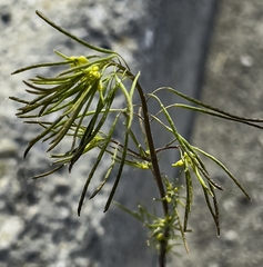 Descurainia sophioides
