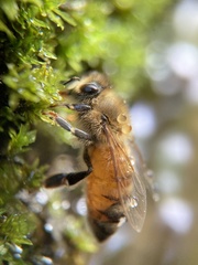 Apis mellifera