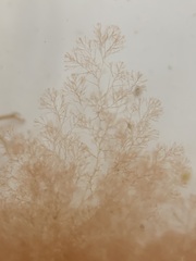 Callithamnion corymbosum