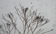 Callithamnion corymbosum