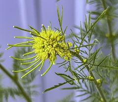 Descurainia sophioides