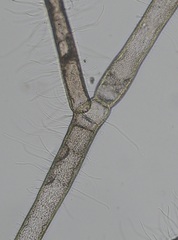 Callithamnion corymbosum