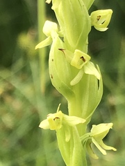 Platanthera huronensis