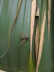 Acrochaeta pseudofasciata