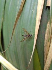 Acrochaeta pseudofasciata