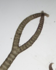 Ceramium virgatum