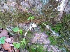 Stellaria cuspidata