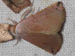 Mataeomera ligata