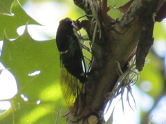 Neotibicen lyricen