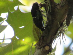 Neotibicen lyricen