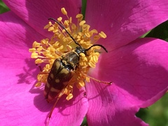 Typocerus