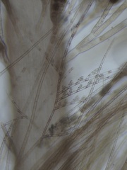 Colaconema dasyae