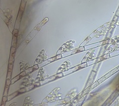 Colaconema dasyae