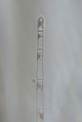 Colaconema dasyae