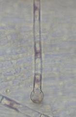 Colaconema dasyae