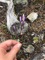 Gentianella propinqua