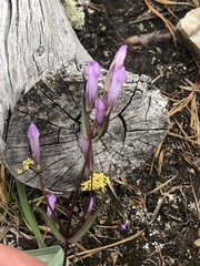 Gentianella propinqua