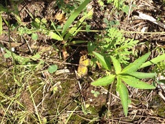Phyciodes tharos